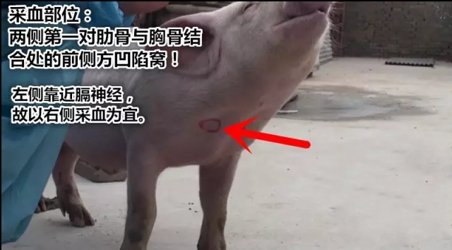 保育仔猪,如何前腔静脉采血?一学就会