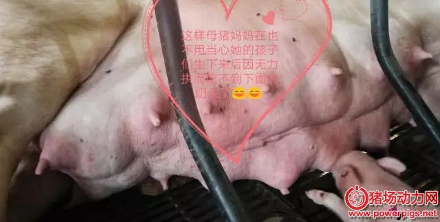 加一个常见小木板,解决母猪后驱压奶头问题