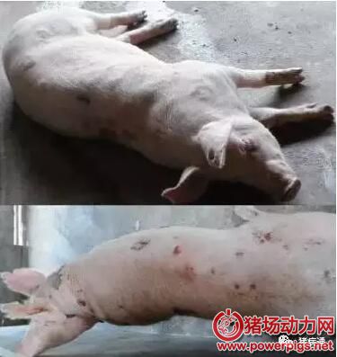 QQ截图20180109085504