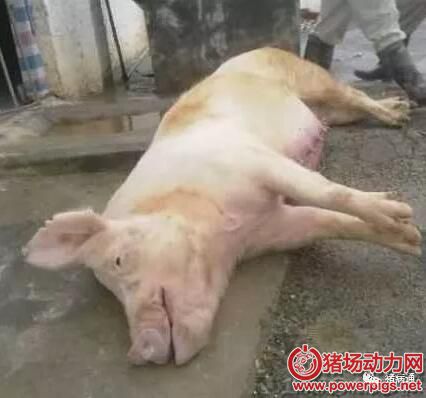 QQ截图20180109085511