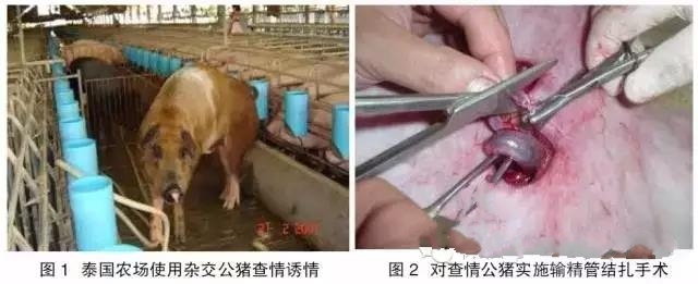 没有b超机,照样鉴别母猪是否怀孕?