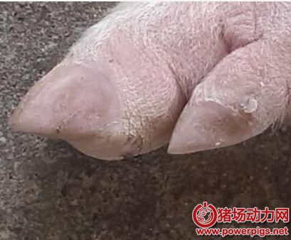 猪蹄肢病有点像人的牙疼 一旦发生要命啊!从七