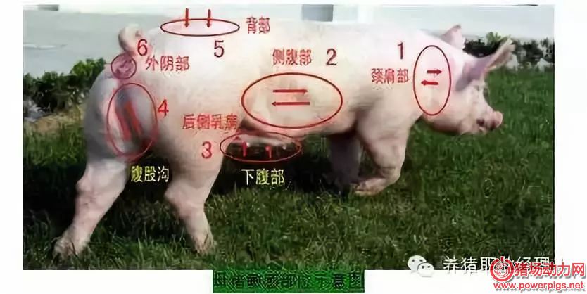 怎么养母猪才能高产 c99763ef3cfa73adf6d9a9815a0af075.jpg