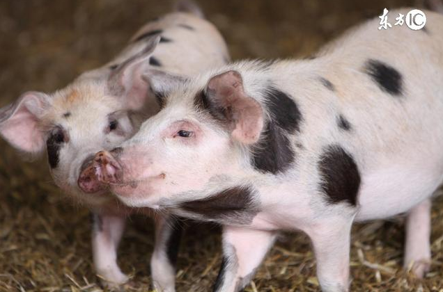 咋样快速长肉 6425437defe465adf1ee0155364224ef.png