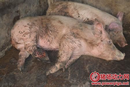 猪脚瘸,就是链球菌感染?
