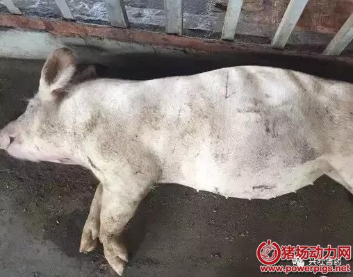猪胀气,该怎么防治