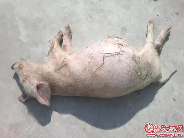 猪胀气,该怎么防治