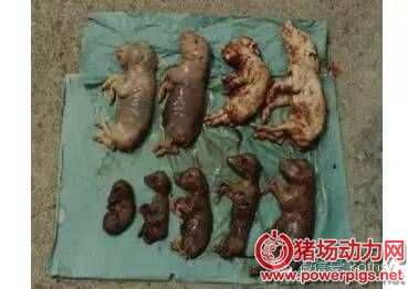 流产胎儿辨别疾病