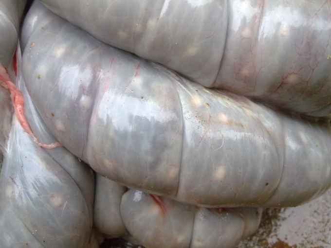 猪光吃料不长肉?罪魁祸首也许是寄生虫_猪场动力网