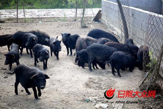 日照大学生“猪倌”:养殖藏香猪年赚20万_猪场动力网_猪业新闻