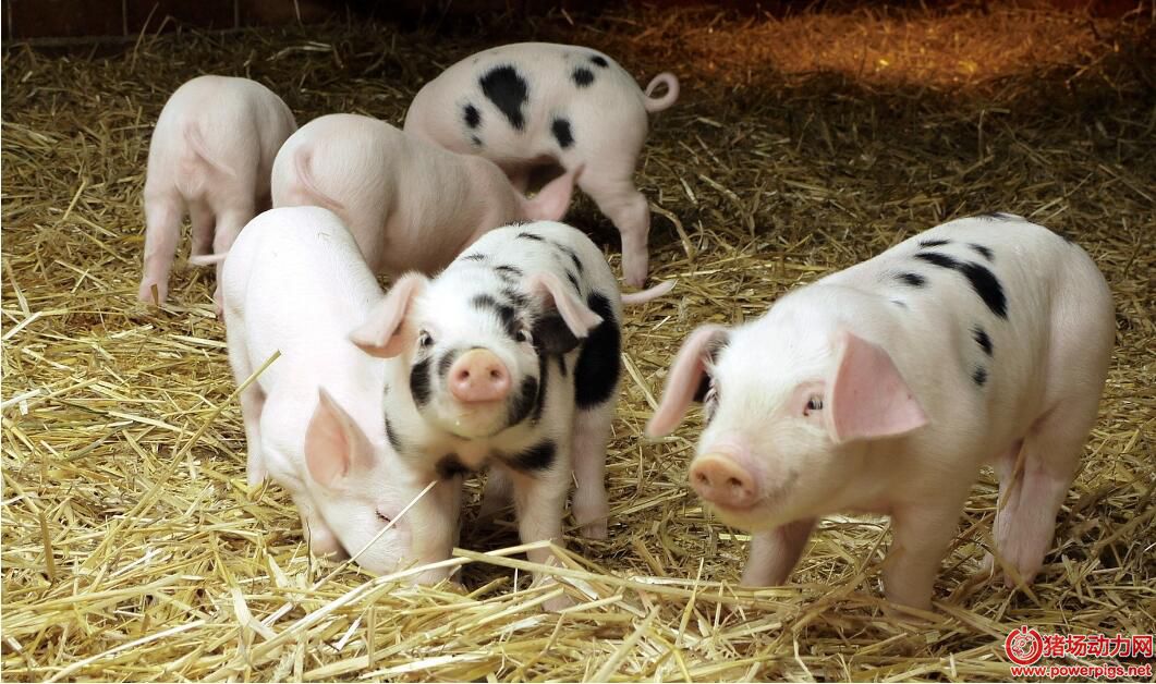 2018年养猪前景究竟咋样,看完这些再决定要不