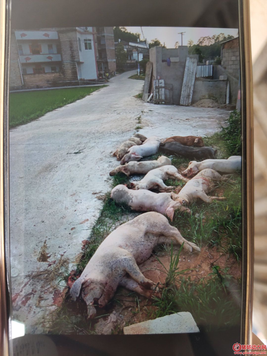 村民朱岁生提供的他家猪只死亡照片