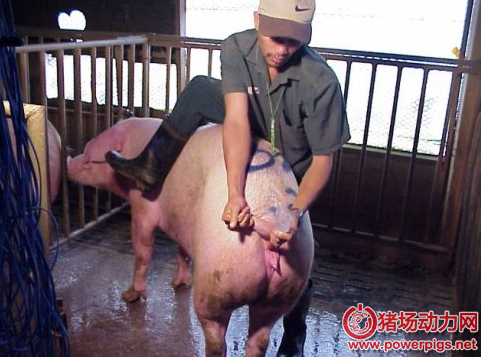 让公猪的阴茎和人工授精的管子告诉你为什麼现在母猪子宫内膜炎发病率