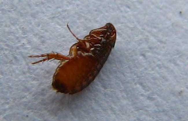 根除猪跳蚤的小妙方