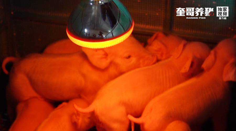 奎哥养猪丨冬季仔猪保温4步法,选好这个工具很重要!